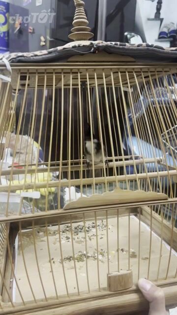 chào mào trống còn nhát chán thanh lí rẻ. Mua bán Chim tại Quận 12 Tp Hồ Chí Minh được đăng bởi HữuLee hình 1