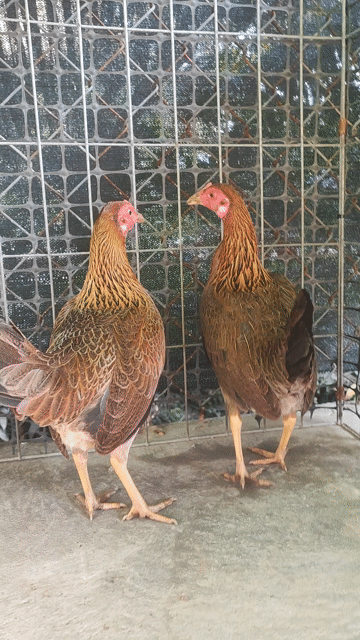 Gà Tre mái Hatch 1 ký. Mua bán Gà tại Huyện Chợ Gạo Tiền Giang được đăng bởi vinh hình 1