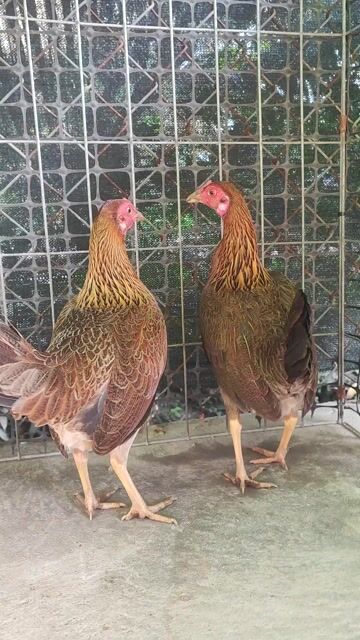 Gà Tre mái Hatch 1 ký. Mua bán Gà tại Huyện Chợ Gạo Tiền Giang được đăng bởi vinh hình 1