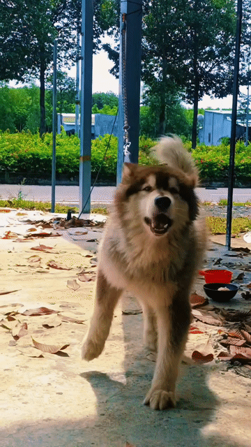 Chó Alaska Đực 10 tháng Nâu. Mua bán Chó tại Huyện Bàu Bàng Bình Dương được đăng bởi Thanh Danh hình 1