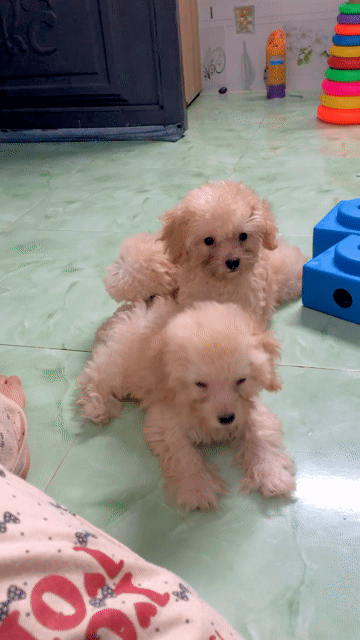 Chó Poodle Vàng kem 2 tháng. Mua bán Chó tại Quận 12 Tp Hồ Chí Minh được đăng bởi Bảo Khang Trần hình 1