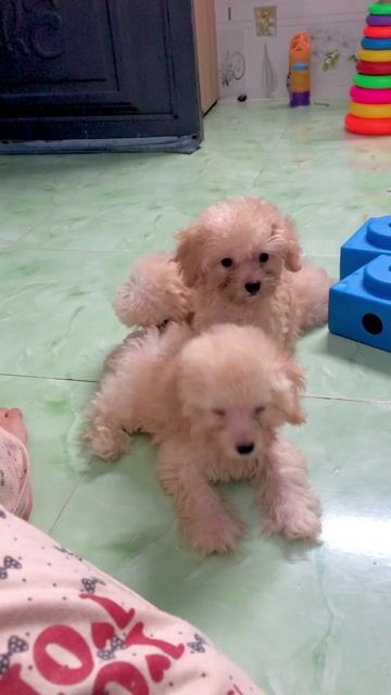 Chó Poodle Vàng kem 2 tháng. Mua bán Chó tại Quận 12 Tp Hồ Chí Minh được đăng bởi Bảo Khang Trần hình 1