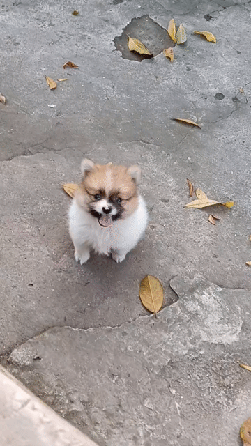 Chó Phốc Sóc đực Nâu trắng. Mua bán Chó tại Thị xã Duy Tiên Hà Nam được đăng bởi Vũ Văn Tính hình 1