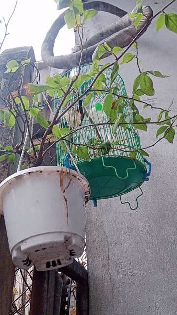 Chim bảy màu hót rít líu lo ae sưu tầm . Mua bán Chim tại Quận 12 Tp Hồ Chí Minh được đăng bởi thanh thanh  hình 1