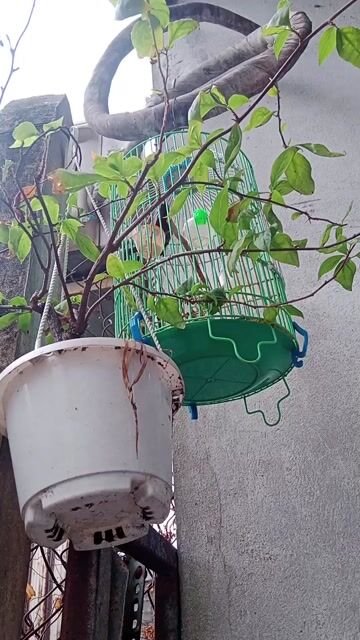 Chim bảy màu hót rít líu lo ae sưu tầm . Mua bán Chim tại Quận 12 Tp Hồ Chí Minh được đăng bởi thanh thanh  hình 1