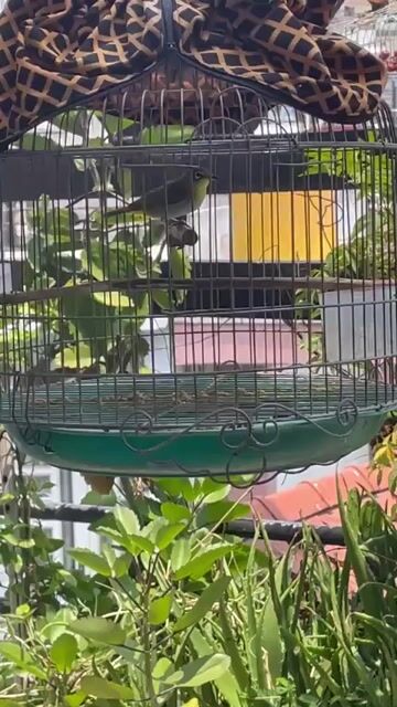 Chim khuyên. Mua bán Chim tại Quận Gò Vấp Tp Hồ Chí Minh được đăng bởi nguyennnn hình 1