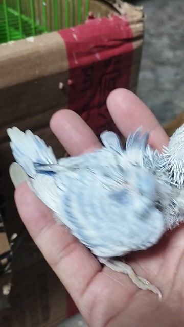 yến phụng hago. Mua bán Chim tại Quận Tân Phú Tp Hồ Chí Minh được đăng bởi Tiger hình 1