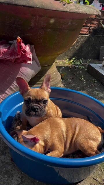 Chó Bull Pháp con màu Đỏ. Mua bán Chó tại Thị xã Bình Minh Vĩnh Long được đăng bởi Trại Bull Pháp Vĩnh Long hình 1