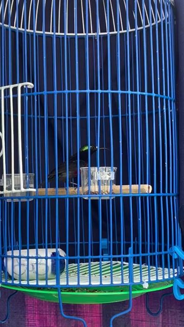 Chim hút mật 7 màu đã vô cám. Mua bán Chim tại Huyện Cần Giuộc Long An được đăng bởi Phong hình 1