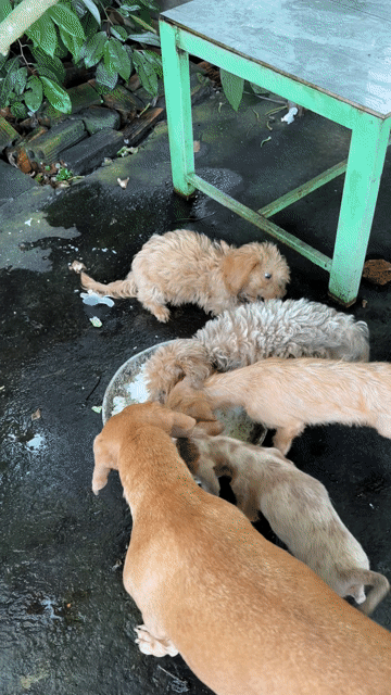 Chó Lạp xưởng lai Poodle 2 tháng Nâu. Mua bán Chó tại Thành phố Thủ Đức Tp Hồ Chí Minh được đăng bởi Lương Tthanh Ngân hình 1