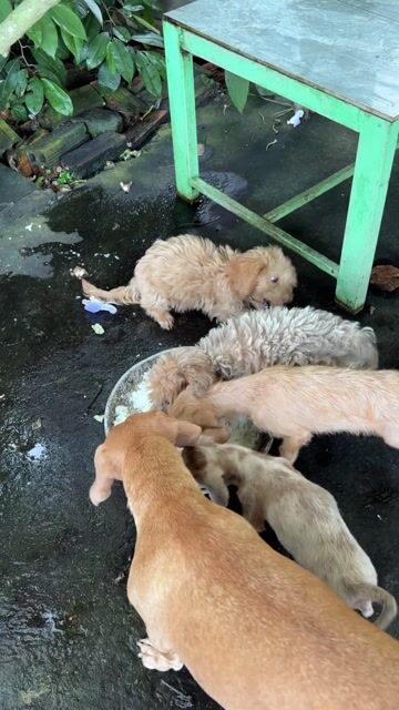 Chó Lạp xưởng lai Poodle 2 tháng Nâu. Mua bán Chó tại Thành phố Thủ Đức Tp Hồ Chí Minh được đăng bởi Lương Tthanh Ngân hình 1