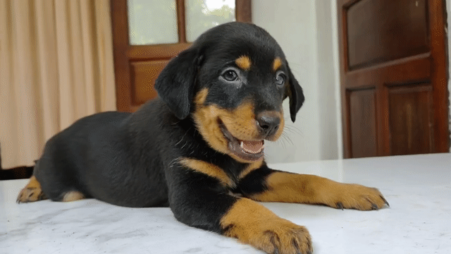 ❤ Bán chó Rot Đức và chó Bec Bỷ đẹp 😘. Mua bán Chó tại Quận 1 Tp Hồ Chí Minh được đăng bởi Nhã Phương hình 1