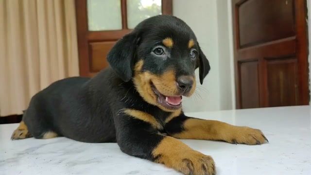 ❤ Bán chó Rot Đức và chó Bec Bỷ đẹp 😘. Mua bán Chó tại Quận 1 Tp Hồ Chí Minh được đăng bởi Yến Nhi hình 1