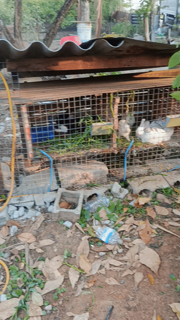 Thỏ Trắng Xám Đen. Mua bán Thú cưng khác tại Thành phố Đồng Xoài Bình Phước được đăng bởi Duy tiến hình 1