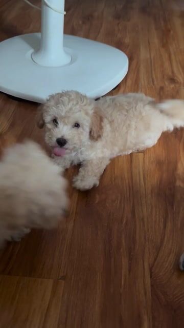Chó Poodle 2 tháng Trắng kem. Mua bán Chó tại Thành phố Thủ Đức Tp Hồ Chí Minh được đăng bởi Huyền Trâm Hifriendz hình 1