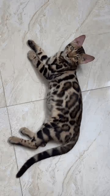 CHÍNH CHỦ CẦN NHƯỢNG BÉ BENGAL ĐỰC 5 THÁNG TUỔI. Mua bán Mèo tại Quận Cầu Giấy Hà Nội được đăng bởi Huy Furniture hình 1