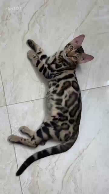 CHÍNH CHỦ CẦN NHƯỢNG BÉ BENGAL ĐỰC 5 THÁNG TUỔI. Mua bán Mèo tại Quận Cầu Giấy Hà Nội được đăng bởi Huy Furniture hình 1