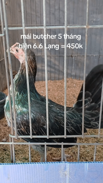 Gà Butcher cái 5 tháng. Mua bán Gà tại Quận Bình Thạnh Tp Hồ Chí Minh được đăng bởi TRAI GÀ TRE LAI SÀI GÒN CHÚ HÙNG 50 T hình 1