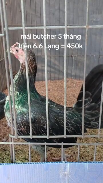 Gà Butcher cái 5 tháng. Mua bán Gà tại Quận Bình Thạnh Tp Hồ Chí Minh được đăng bởi TRAI GÀ TRE LAI SÀI GÒN CHÚ HÙNG 50 T hình 1