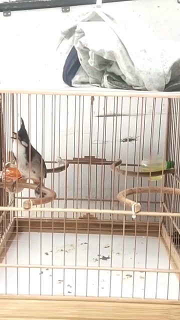 Chào mào hơn năm lồng. Mua bán Phụ kiện, Thức ăn, Dịch vụ tại Huyện Trảng Bom Đồng Nai được đăng bởi  design hình 1