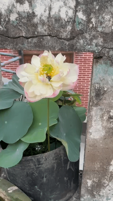 Củ sen Trắng hồng. Mua bán Cây cảnh, đồ trang trí tại Quận 8 Tp Hồ Chí Minh được đăng bởi Chung hình 1