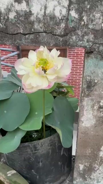 Củ sen Trắng hồng. Mua bán Cây cảnh, đồ trang trí tại Quận 8 Tp Hồ Chí Minh được đăng bởi Chung hình 1
