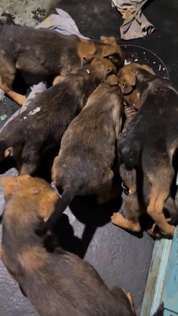 Chó Rottweiler lai Béc Bỉ 2 tháng đã tiêm. Mua bán Chó tại Huyện Trà Cú Trà Vinh được đăng bởi Nam hình 1