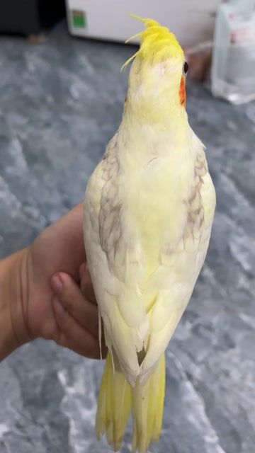 Chim Vẹt Cockatiel heavy tập ăn hạt. Mua bán Chim tại Quận Bình Thuỷ Cần Thơ được đăng bởi Long hình 1