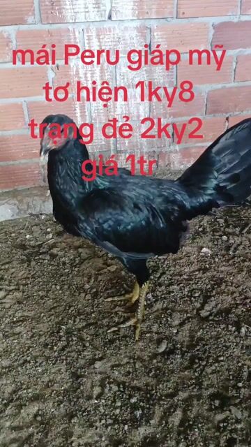 Mái Peru giáp mỹ tơ 1ky8 trạng đẻ 2ky2 rớt so