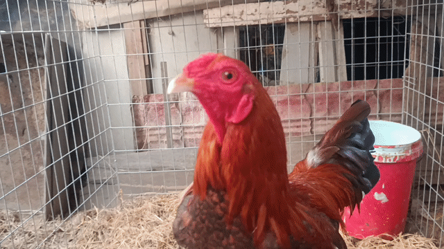 điều 1kg3. Mua bán Gà tại Huyện Cần Đước Long An được đăng bởi Anh khoa cần đước  hình 1