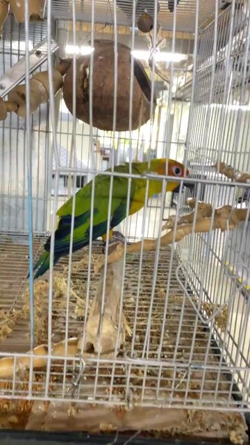 k có thời gian nuôi nên nhừng lại đam mê cho ae. Mua bán Chim tại Huyện Nhà Bè Tp Hồ Chí Minh được đăng bởi Nguyễn đức lợi hình 1