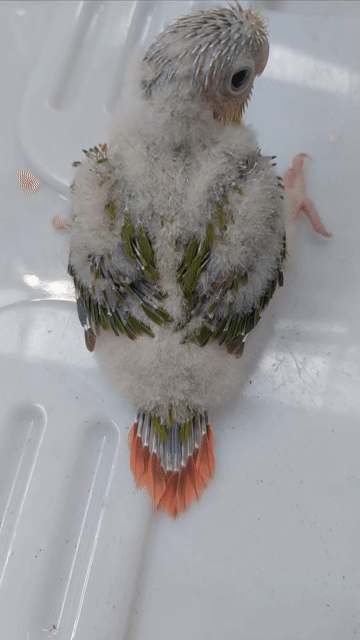 Vẹt Greencheek non màu Xanh lá, trắng, cam. Mua bán Chim tại Quận 12 Tp Hồ Chí Minh được đăng bởi Diễm Hương hình 1