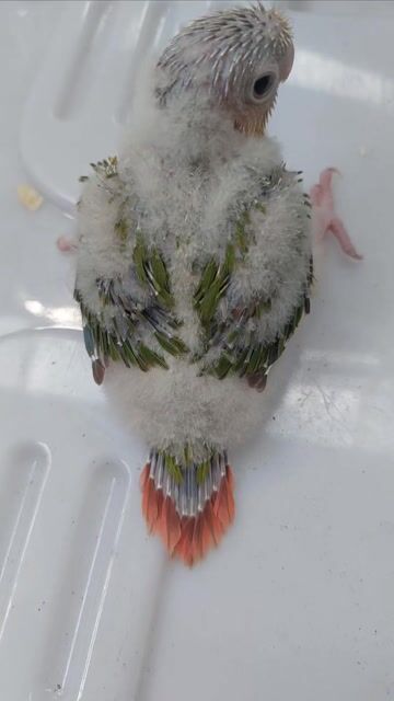 Vẹt Greencheek non màu Xanh lá, trắng, cam. Mua bán Chim tại Quận 12 Tp Hồ Chí Minh được đăng bởi Diễm Hương hình 1