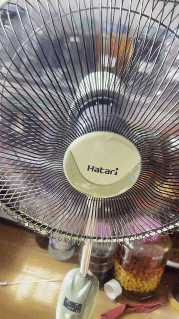 Quạt đứng Hatari Xanh lá Thái Lan 99%. Mua bán Quạt tại Huyện Thanh Trì Hà Nội được đăng bởi Hoàng Hưng hình 1