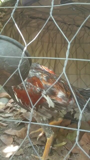 Gà tơ 7 tháng tuổi. Mua bán Gà tại Huyện Đức Linh Bình Thuận được đăng bởi thanh 86 hình 1