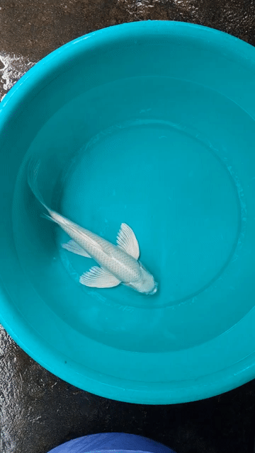 Cá Koi Trắng 35-40cm. Mua bán Thú cưng khác tại Thành phố Thủ Đức Tp Hồ Chí Minh được đăng bởi Thien Hoang hình 1
