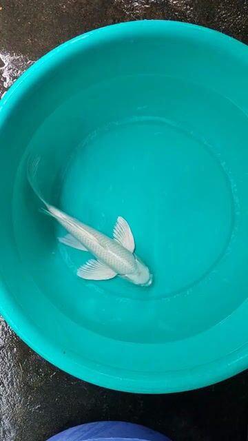 Cá Koi Trắng 35-40cm. Mua bán Thú cưng khác tại Thành phố Thủ Đức Tp Hồ Chí Minh được đăng bởi Thien Hoang hình 1