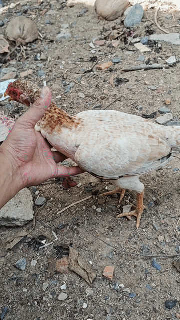 Gà Mái tre Asil 5 tháng. Mua bán Gà tại Huyện Trảng Bàng Tây Ninh được đăng bởi Nguyên Buôn bán gà và Phân Thuốc trừ sâu hình 1