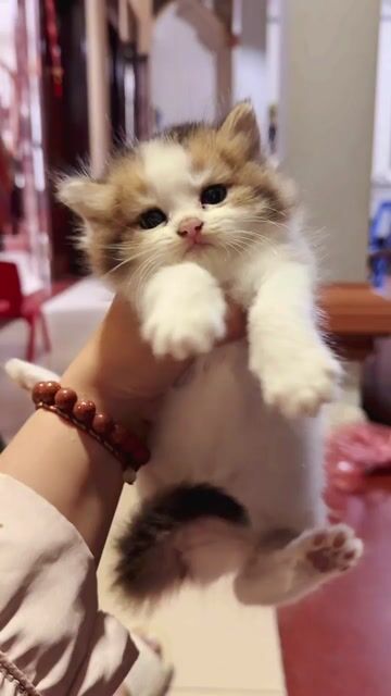 Mèo Anh lông dài cái. Mua bán Mèo tại Quận Hai Bà Trưng Hà Nội được đăng bởi Chang Chang hình 1