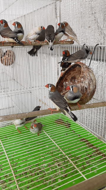 Cặp Manh manh trưởng thành trống mái. Mua bán Chim tại Quận Tân Bình Tp Hồ Chí Minh được đăng bởi HUNG CUONG  hình 1