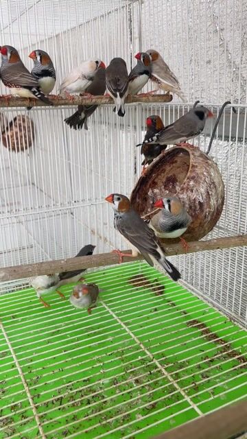 Cặp Manh manh trưởng thành trống mái. Mua bán Chim tại Quận Tân Bình Tp Hồ Chí Minh được đăng bởi HUNG CUONG  hình 1