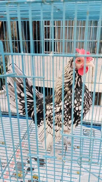 Gà cảnh Đen trắng. Mua bán Gà tại Quận Gò Vấp Tp Hồ Chí Minh được đăng bởi Dau hình 1