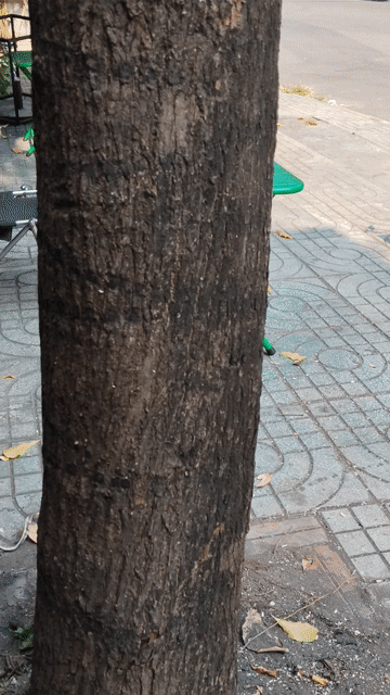 Cây cảnh Lộc vừng 11 năm. Mua bán Cây cảnh, đồ trang trí tại Quận Bình Thạnh Tp Hồ Chí Minh được đăng bởi Đặng Bá Dũng hình 1