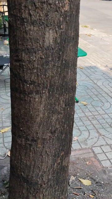 Cây cảnh Lộc vừng 11 năm. Mua bán Cây cảnh, đồ trang trí tại Quận Bình Thạnh Tp Hồ Chí Minh được đăng bởi Đặng Bá Dũng hình 1