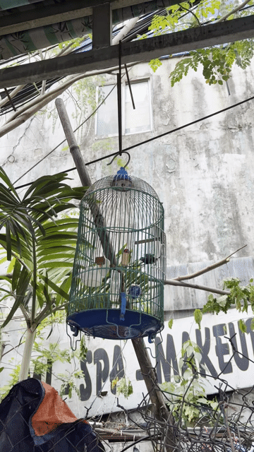 Chim cảnh Đuôi xoè Đực 7 màu. Mua bán Chim tại Quận Bình Tân Tp Hồ Chí Minh được đăng bởi Khánh Duy hình 1