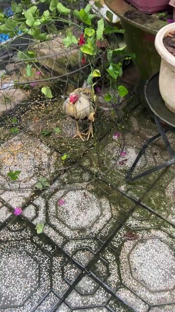 Gà chọi trống Vàng, đen, trắng. Mua bán Gà tại Huyện Trảng Bom Đồng Nai được đăng bởi Tùng Nguyễn  hình 1