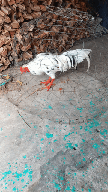 bướm 3k1 tay tốt lông mới . Mua bán Gà tại Huyện Phú Tân An Giang được đăng bởi Vủ kê hình 1