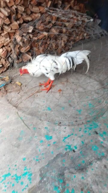 bướm 3k1 tay tốt lông mới . Mua bán Gà tại Huyện Phú Tân An Giang được đăng bởi Vủ kê hình 1