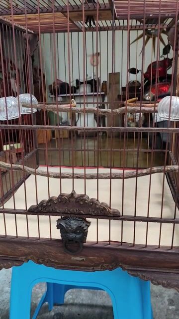 Lồng chim chào mào gỗ. Mua bán Phụ kiện, Thức ăn, Dịch vụ tại Quận Bình Thạnh Tp Hồ Chí Minh được đăng bởi Ngọc Bích hình 1