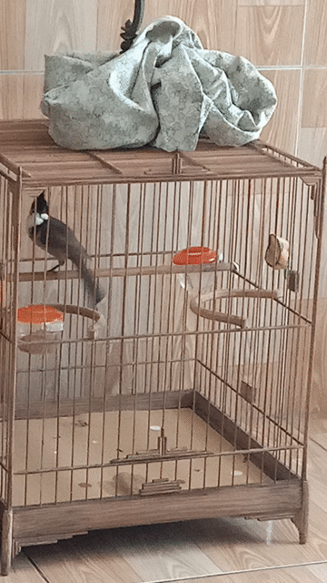 Chim chào mào tây giang 3 mùa giọng hay. Mua bán Chim tại Huyện Hòa Vang Đà Nẵng được đăng bởi kun hình 1